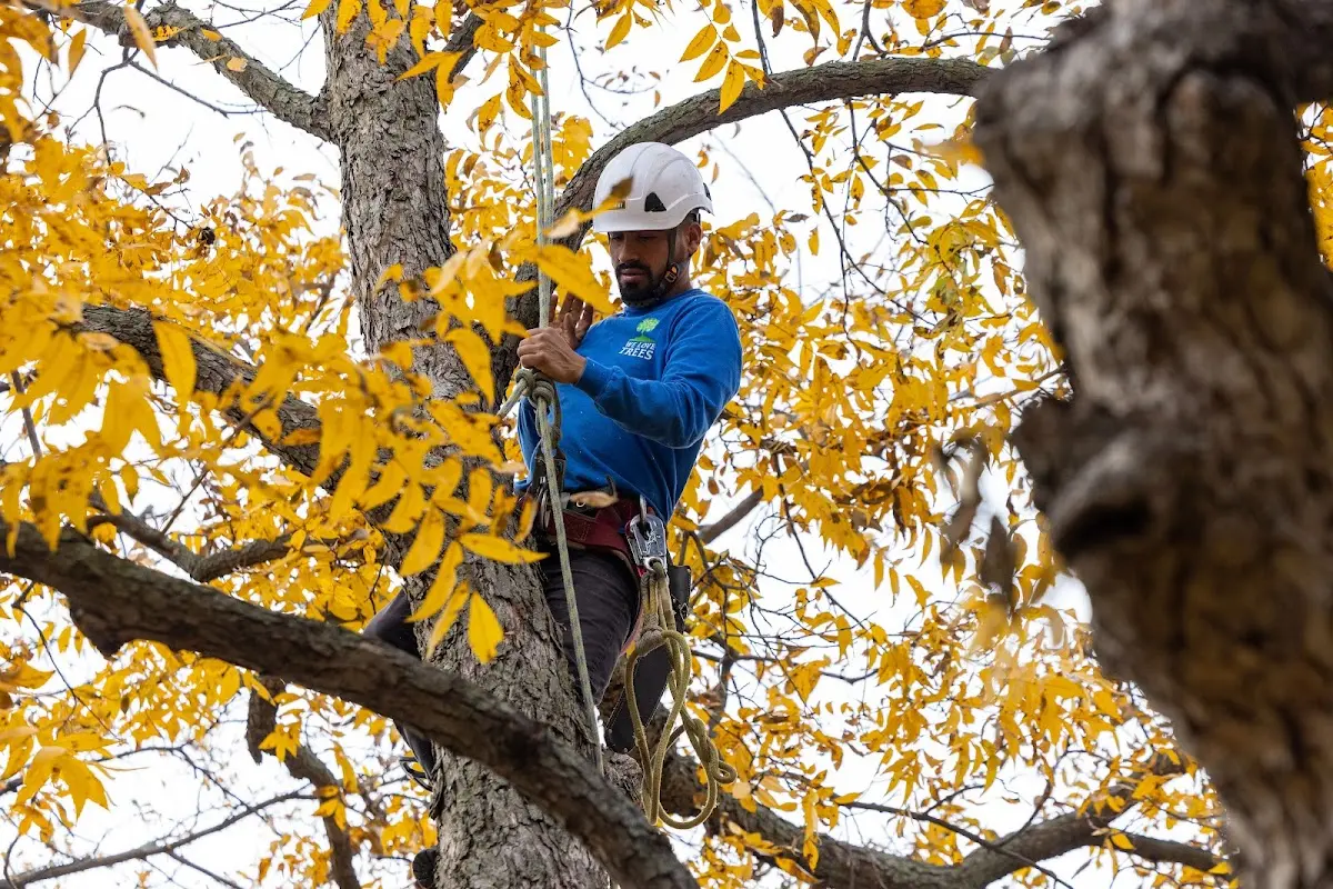 Skilled Tree Transplanting crew working in Dwight